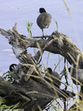 American Coots