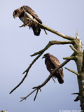 Juvenile Bald Eagles