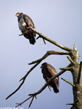 Juvenile Bald Eagles