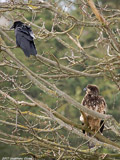 Bald Eagle and Raven