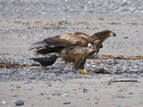 Juvenile Bald Eagle and Northwestern Crow