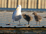 Baby Western Gulls