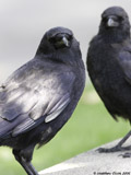 Common Crows