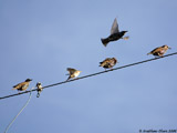 Common European Starlings