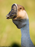 Male Chinese Goose
