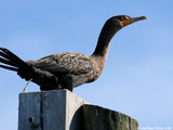 Double Crested Cormorant defecating