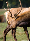 Roosevelt Elk Bull