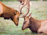 Roosevelt Elk Bulls