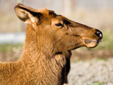 Elk Cow