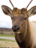 Elk Spike