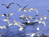 Western Gulls and Common Merganser