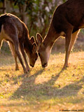 Mule Deer Fawn