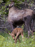 Moose Calf and Cow