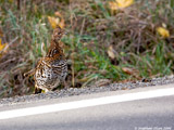 Ruffed Grouse