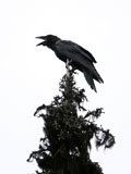 Common Raven