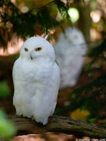 Snowy Owls