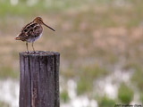 Snipe