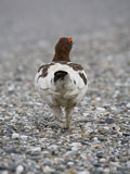 Willow Ptarmigan