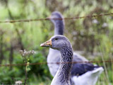 Greater White Fronted Geese